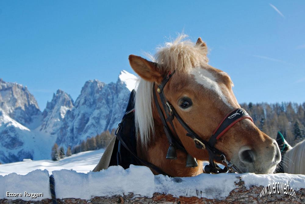 9 - una leccata alla  neve e poi ....JPG